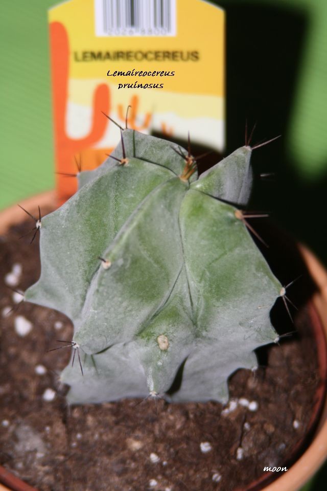 Lemaireocereus pruinosus